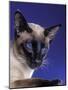 Siamese Seal Point in Studio-null-Mounted Photographic Print