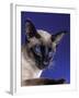 Siamese Seal Point in Studio-null-Framed Photographic Print