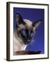 Siamese Seal Point in Studio-null-Framed Photographic Print