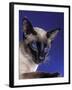 Siamese Seal Point in Studio-null-Framed Photographic Print