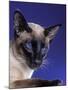 Siamese Seal Point in Studio-null-Mounted Photographic Print