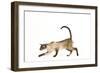 Siamese Seal Smoke Point-null-Framed Photographic Print