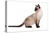Siamese Thai Cat-Fabio Petroni-Stretched Canvas