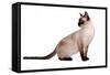 Siamese Thai Cat-Fabio Petroni-Framed Stretched Canvas