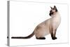 Siamese Thai Cat-Fabio Petroni-Stretched Canvas