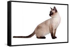 Siamese Thai Cat-Fabio Petroni-Framed Stretched Canvas