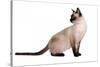 Siamese Thai Cat-Fabio Petroni-Stretched Canvas