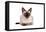 Siamese Thai Cat-Fabio Petroni-Framed Stretched Canvas