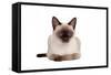 Siamese Thai Cat-Fabio Petroni-Framed Stretched Canvas