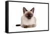 Siamese Thai Cat-Fabio Petroni-Framed Stretched Canvas