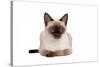 Siamese Thai Cat-Fabio Petroni-Stretched Canvas