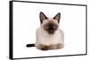 Siamese Thai Cat-Fabio Petroni-Framed Stretched Canvas