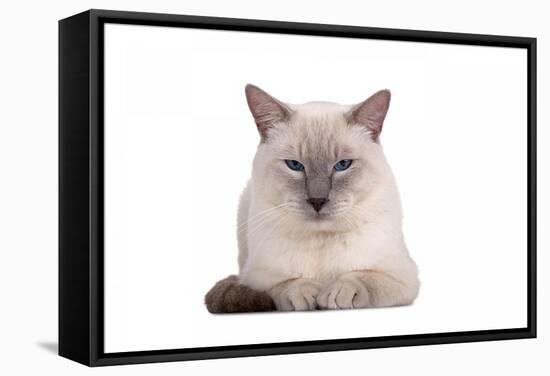 Siamese Thai Cat-Fabio Petroni-Framed Stretched Canvas