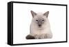 Siamese Thai Cat-Fabio Petroni-Framed Stretched Canvas