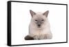 Siamese Thai Cat-Fabio Petroni-Framed Stretched Canvas