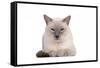 Siamese Thai Cat-Fabio Petroni-Framed Stretched Canvas