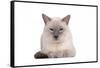 Siamese Thai Cat-Fabio Petroni-Framed Stretched Canvas