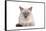 Siamese Thai Cat-Fabio Petroni-Framed Stretched Canvas