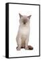 Siamese Thai Cat-Fabio Petroni-Framed Stretched Canvas