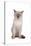 Siamese Thai Cat-Fabio Petroni-Stretched Canvas