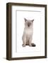 Siamese Thai Cat-Fabio Petroni-Framed Photographic Print