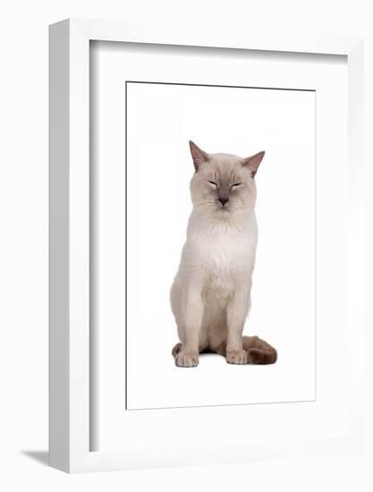 Siamese Thai Cat-Fabio Petroni-Framed Photographic Print