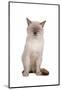 Siamese Thai Cat-Fabio Petroni-Mounted Photographic Print