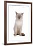 Siamese Thai Cat-Fabio Petroni-Framed Photographic Print