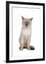 Siamese Thai Cat-Fabio Petroni-Framed Photographic Print