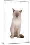 Siamese Thai Cat-Fabio Petroni-Mounted Photographic Print