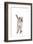 Siamese Thai Cat-Fabio Petroni-Framed Photographic Print