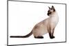 Siamese Thai Cat-Fabio Petroni-Mounted Photographic Print