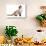 Siamese Thai Cat-Fabio Petroni-Photographic Print displayed on a wall