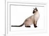 Siamese Thai Cat-Fabio Petroni-Framed Photographic Print