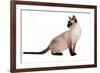 Siamese Thai Cat-Fabio Petroni-Framed Photographic Print