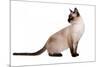 Siamese Thai Cat-Fabio Petroni-Mounted Photographic Print