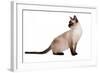 Siamese Thai Cat-Fabio Petroni-Framed Photographic Print