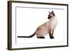 Siamese Thai Cat-Fabio Petroni-Framed Photographic Print