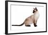 Siamese Thai Cat-Fabio Petroni-Framed Photographic Print