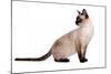 Siamese Thai Cat-Fabio Petroni-Mounted Photographic Print