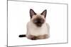 Siamese Thai Cat-Fabio Petroni-Mounted Photographic Print