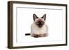 Siamese Thai Cat-Fabio Petroni-Framed Photographic Print