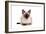 Siamese Thai Cat-Fabio Petroni-Framed Photographic Print