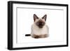 Siamese Thai Cat-Fabio Petroni-Framed Photographic Print