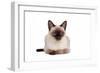 Siamese Thai Cat-Fabio Petroni-Framed Photographic Print