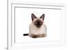 Siamese Thai Cat-Fabio Petroni-Framed Photographic Print