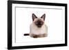 Siamese Thai Cat-Fabio Petroni-Framed Photographic Print