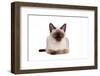 Siamese Thai Cat-Fabio Petroni-Framed Photographic Print