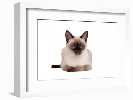 Siamese Thai Cat-Fabio Petroni-Framed Photographic Print