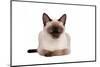 Siamese Thai Cat-Fabio Petroni-Mounted Photographic Print